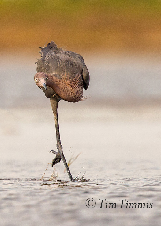 033_Bolivar Flats_04142017 (1)-2