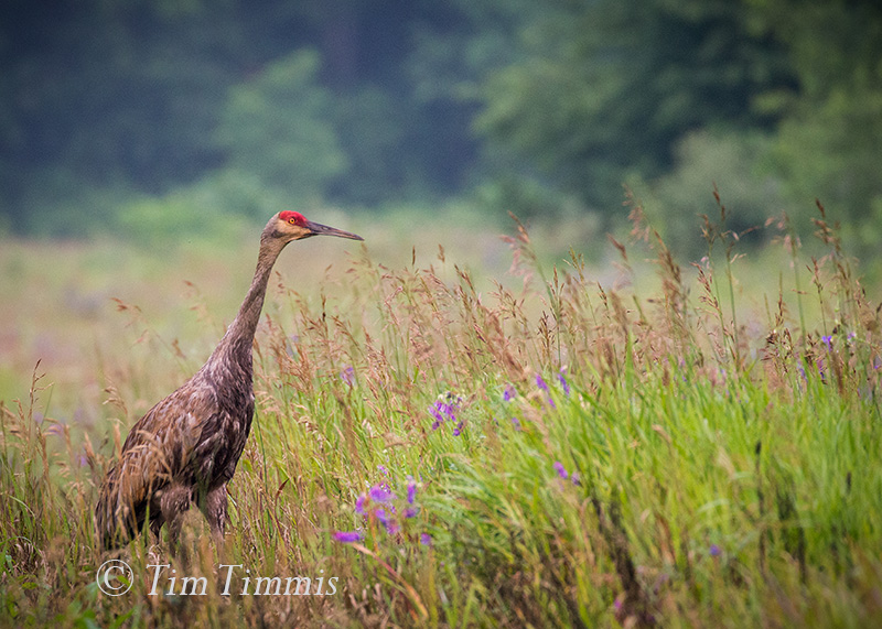 0665_Indiana Trip_07012017-3A