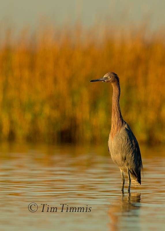 0776_Bolivar Flats_11252017-2