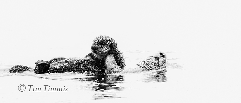 2117_Morrow_Bay_11042017-3A