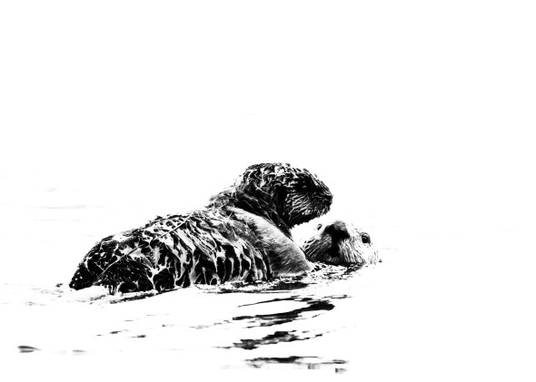 2310_Morrow_Bay_11042017-3