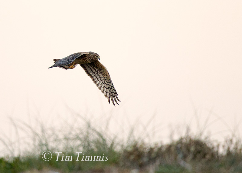 0274_Bolivar Flats_12242017-2