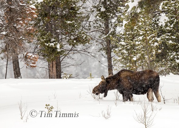 0832_Yellowstone_01212017-2