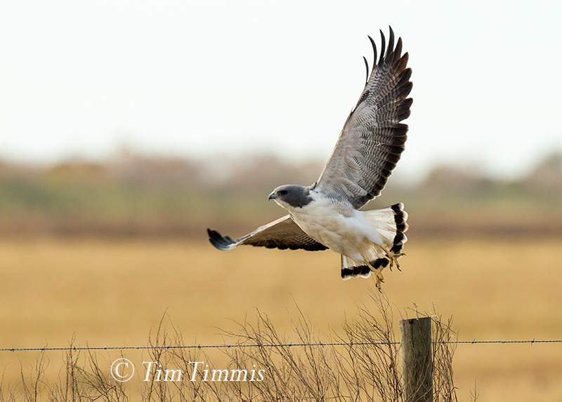 0009_Anahuac NWR_12162017-2
