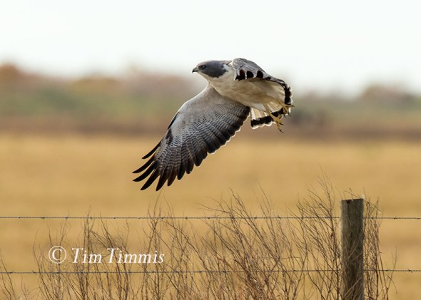 0010_Anahuac NWR_12162017-2