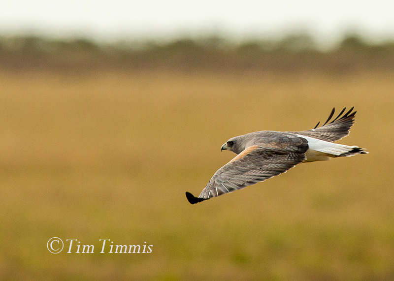 0044_Anahuac NWR_12162017-2