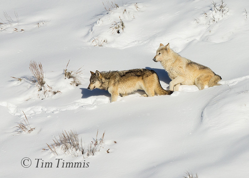 0670_Yellowstone_01152018-2
