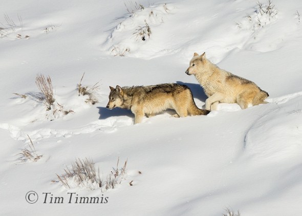 0670_Yellowstone_01152018-2