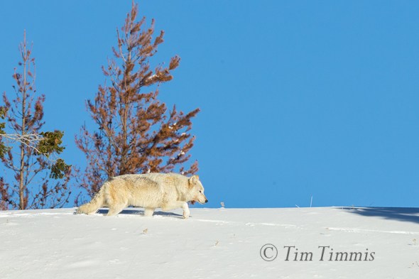 1034_Yellowstone_01152018-2