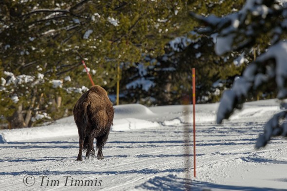 1573_Yellowstone_01152018-2