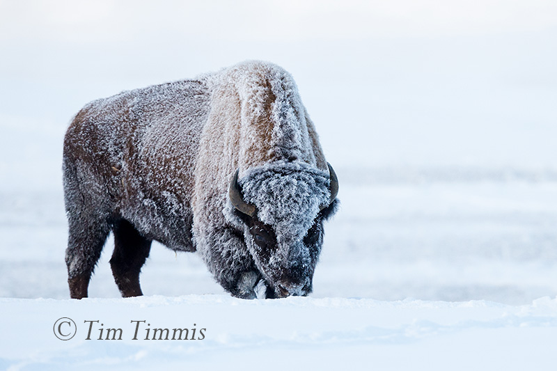 0141_Yellowstone_01162018-2