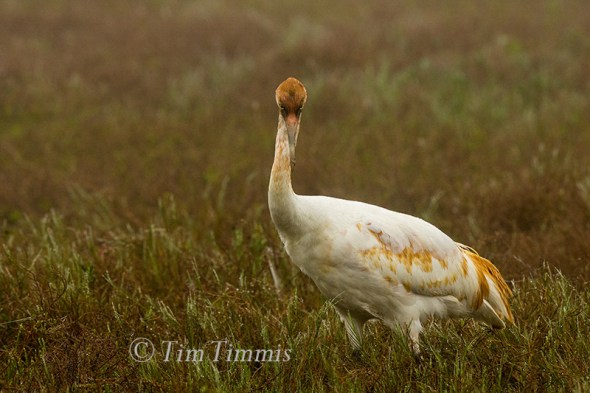 0308_Aransas NWR_02172018-2