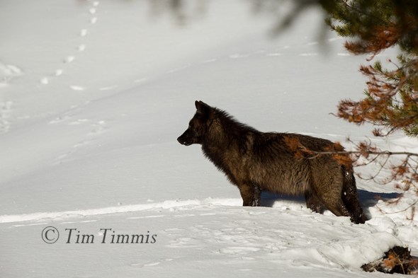 2037_Yellowstone_01162018-2