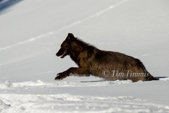 2098_Yellowstone_01162018-2
