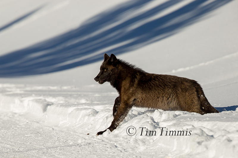 2106_Yellowstone_01162018-2
