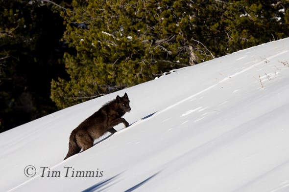 2148_Yellowstone_01162018-2