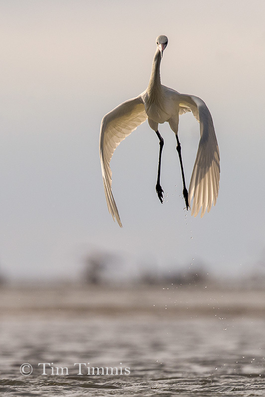 0617_Bolivar Flats_04222018-3