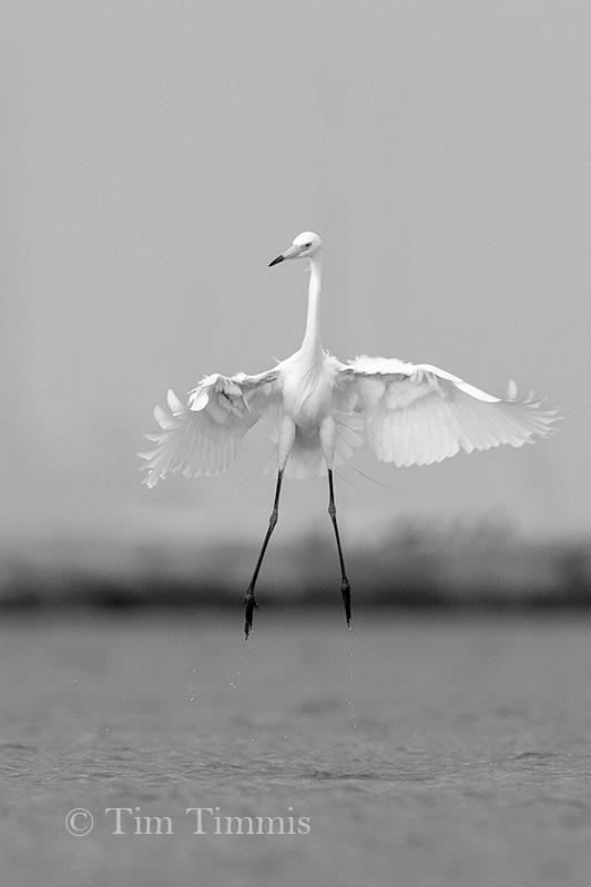 0954_Bolivar Flats_04222018-3