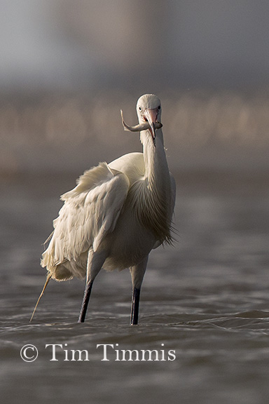 0702_Bolivar Flats_04222018-2