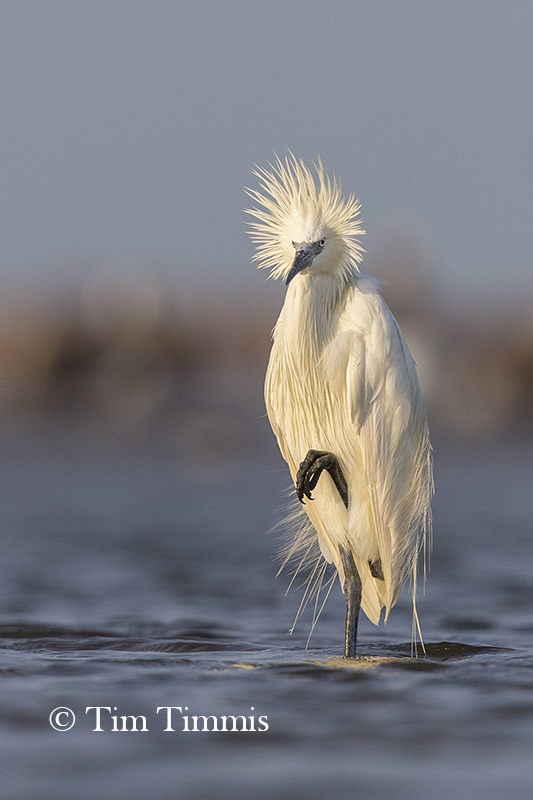 0384_Bolivar Flats_07212018-2