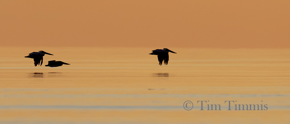 1084_Bolivar_Flats11162018-2