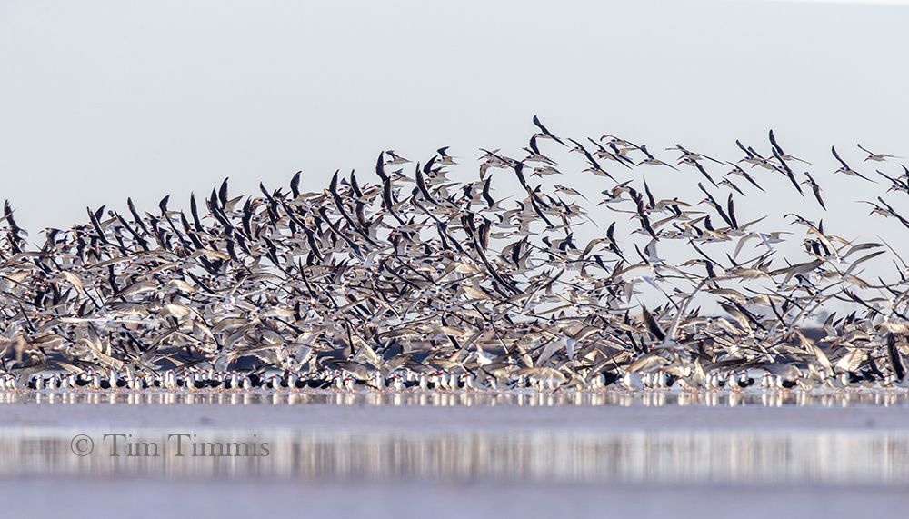 3220_Bolivar_Flats11162018-2