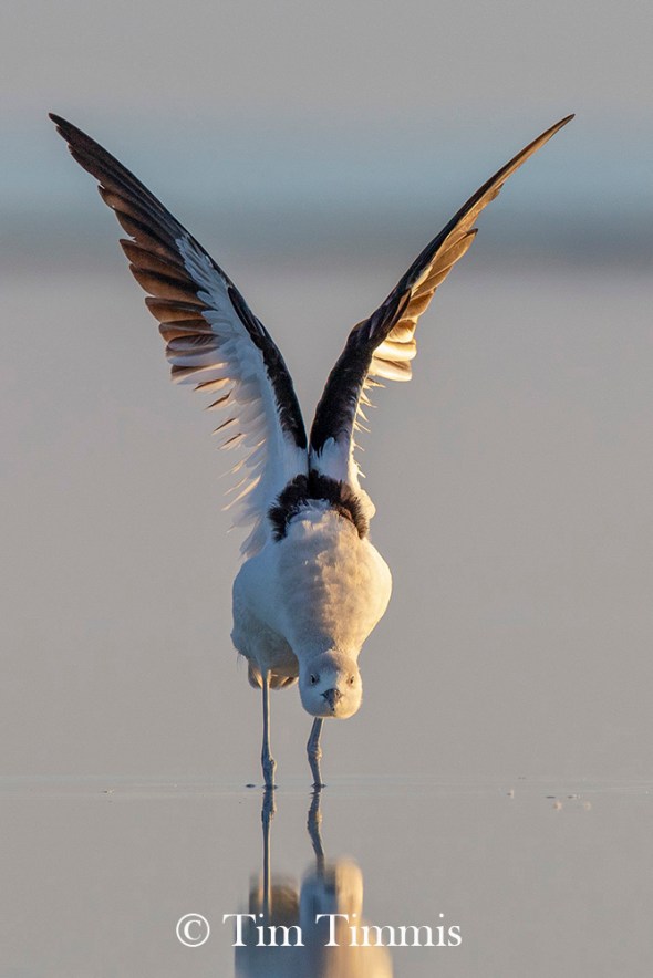 0100_Bolivar_Flats_11242018-2