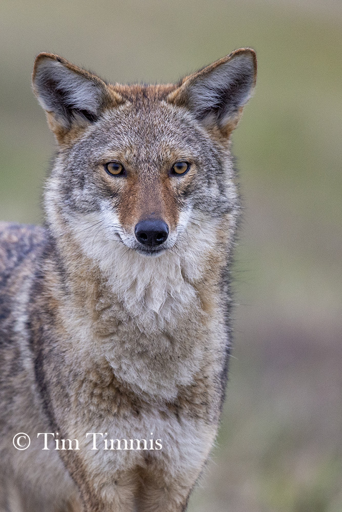 0983_Anahuac_NWR12292018-2