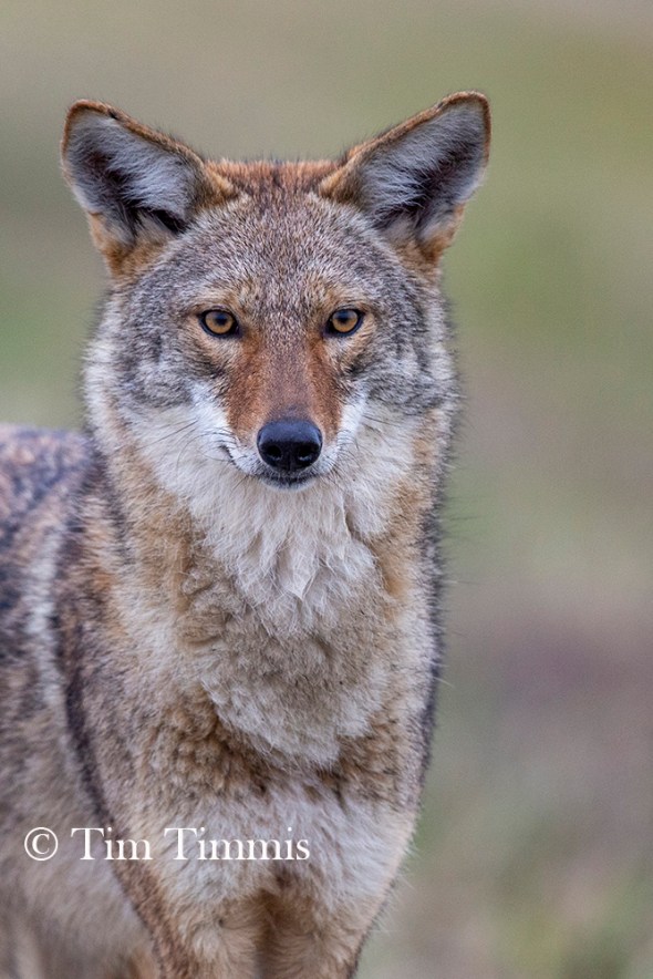 0983_Anahuac_NWR12292018-2