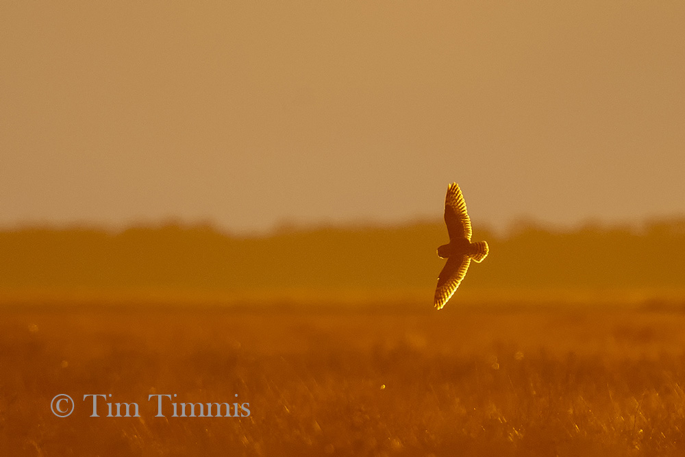 0730_anahuac nwr_01202019-2