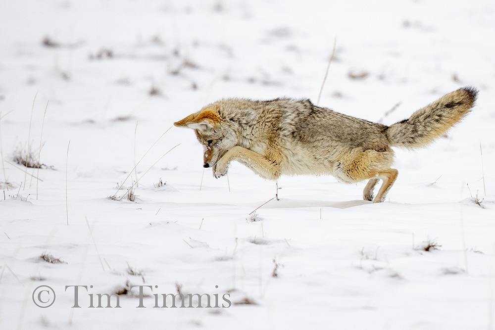 0058_Yellowstone_01272019-3