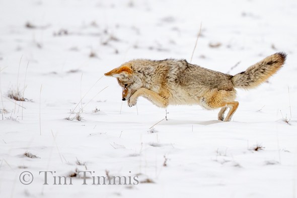 0058_Yellowstone_01272019-3