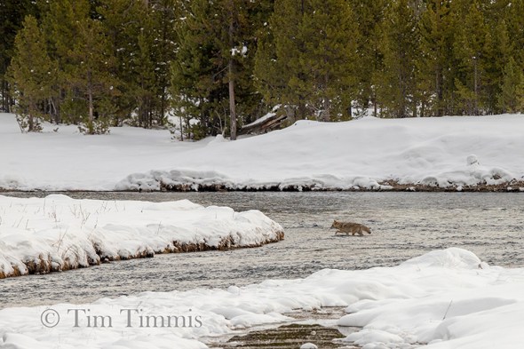 0788_Yellowstone_01272019-2
