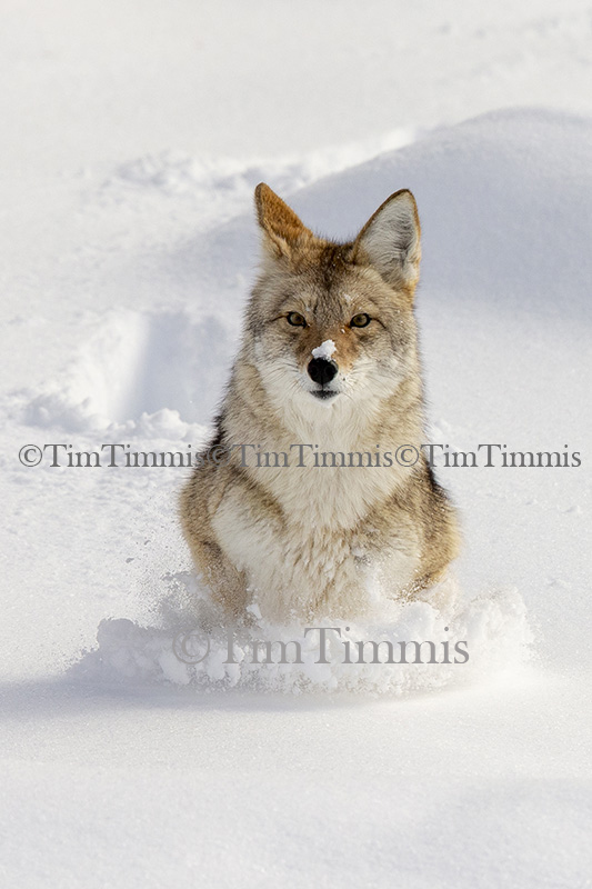 1257_Yellowstone_01272019-2