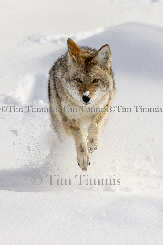 1259_Yellowstone_01272019-2