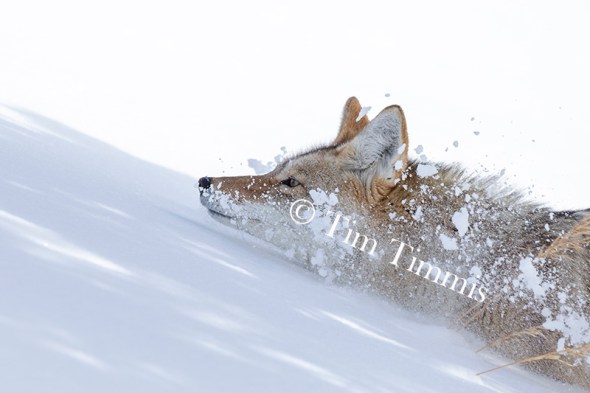 1293_Yellowstone_01272019-2