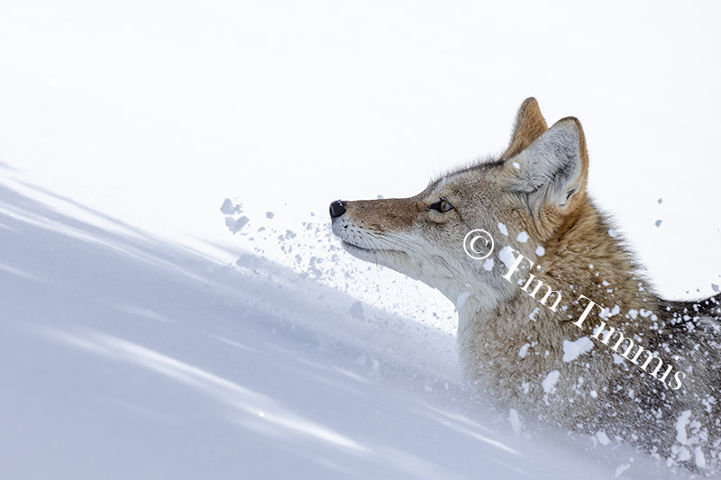 1294_Yellowstone_01272019-2