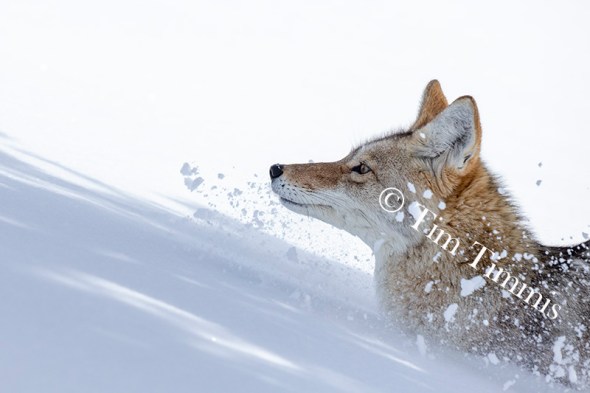 1294_Yellowstone_01272019-2