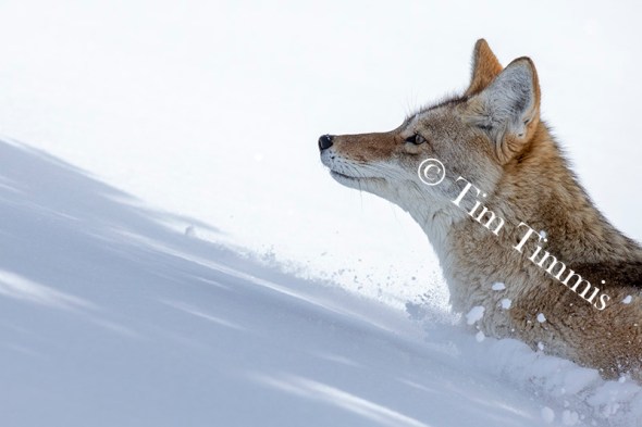 1295_Yellowstone_01272019-2