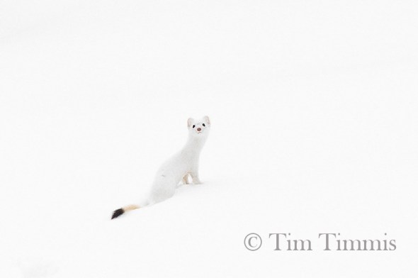 1506_Yellowstone_01272019-2