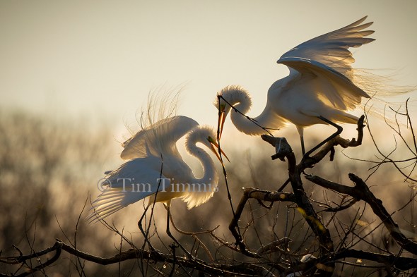 3879_High Island_02242019-2