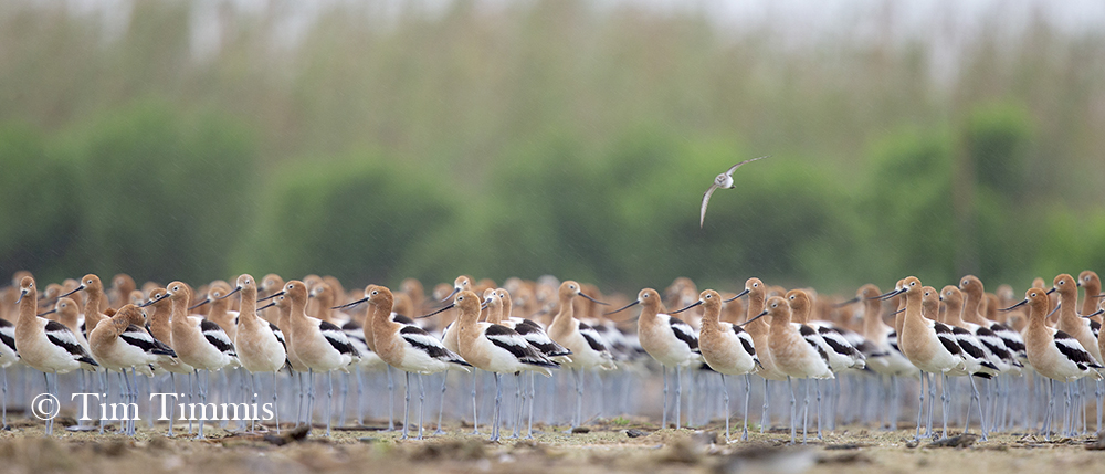 1740_Bolivar Flats04132019-2