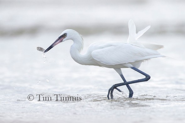 0359_Bolivar_Flats_07042019-2