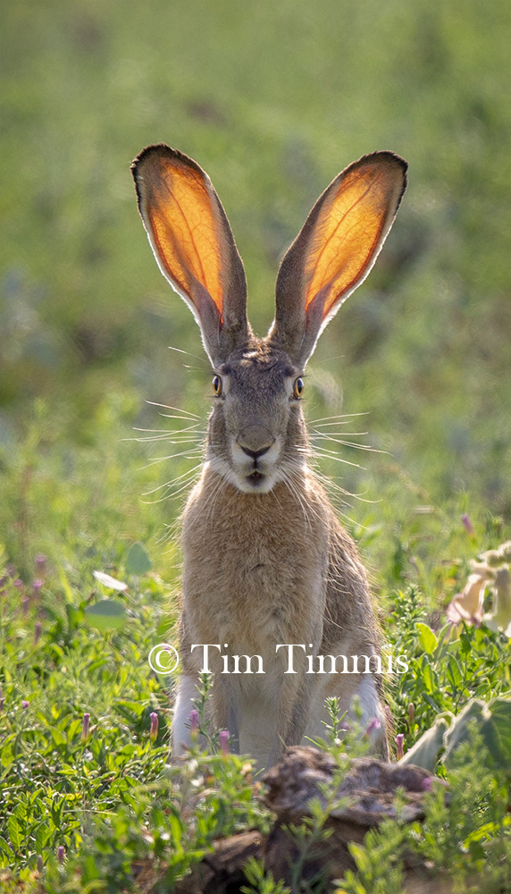 0528_Lubbock08052019-2