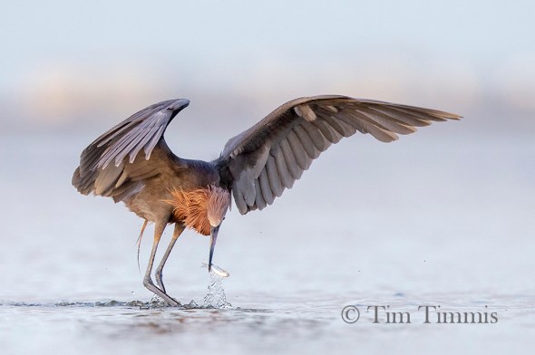 0998_Bolivar_Flats_07062019-2