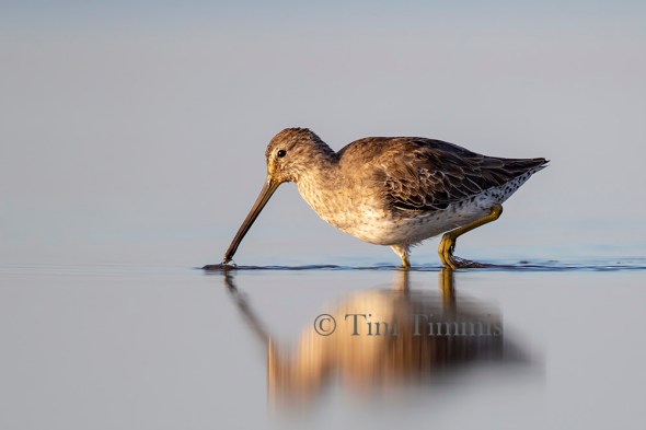 1027_Bolivar Flats_11242019-2