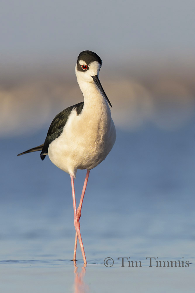 3220_Bolivar Flats_11242019-2