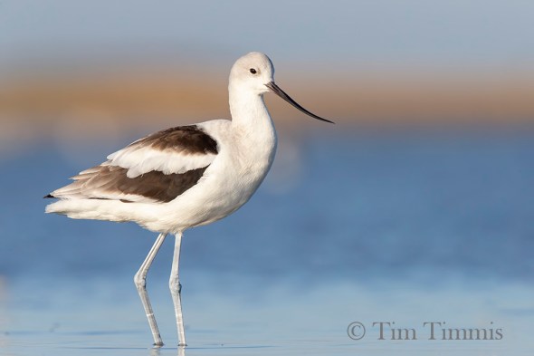 3410_Bolivar Flats_11242019-2