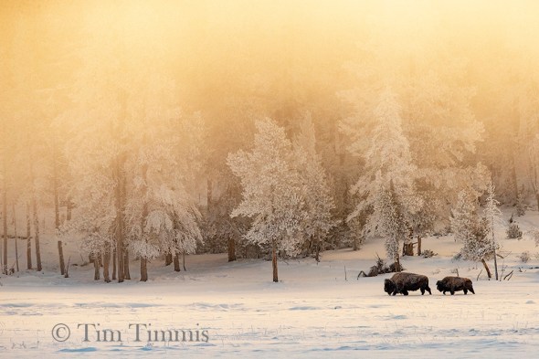 0096_Yellowstone_01292019-2