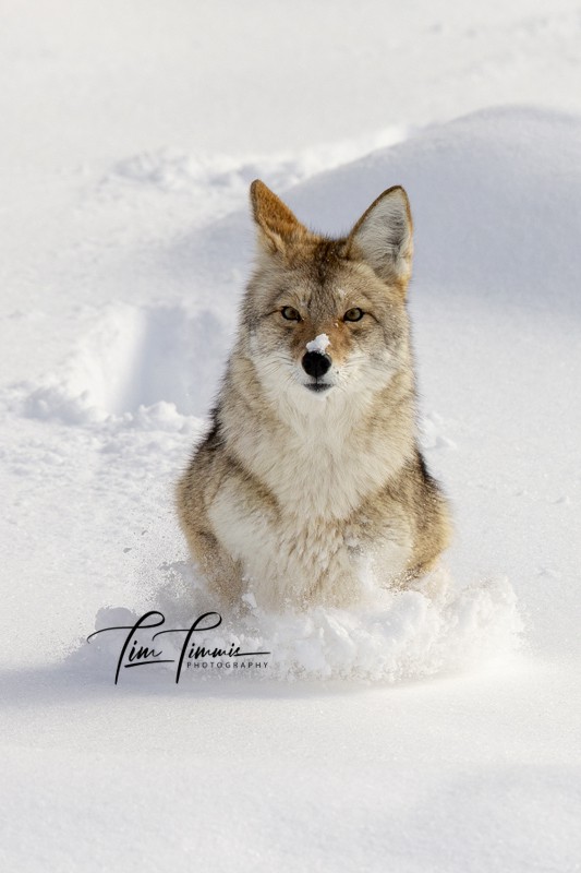 1257_Yellowstone_01272019-1